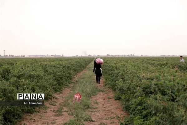 برداشت گل محمدی از مزارع شهرستان جعفرآباد قم