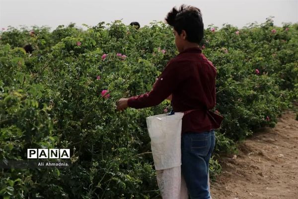 برداشت گل محمدی از مزارع شهرستان جعفرآباد قم