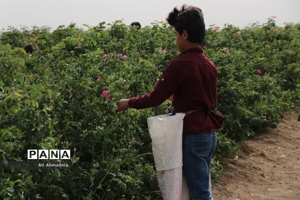 برداشت گل محمدی از مزارع شهرستان جعفرآباد قم