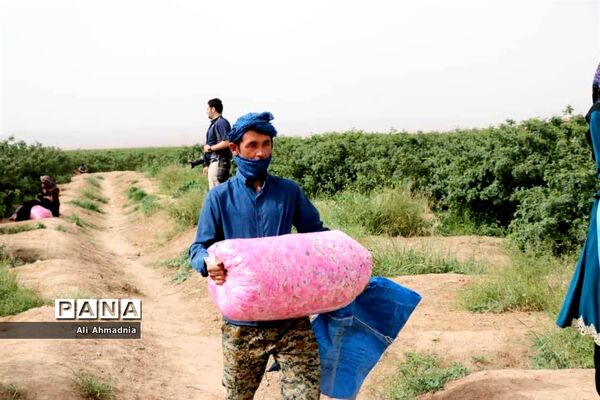 برداشت گل محمدی از مزارع شهرستان جعفرآباد قم