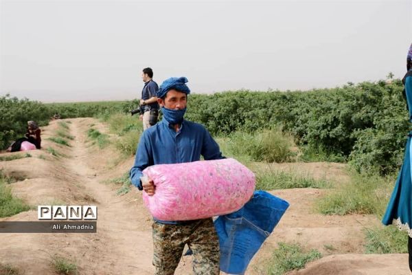 برداشت گل محمدی از مزارع شهرستان جعفرآباد قم