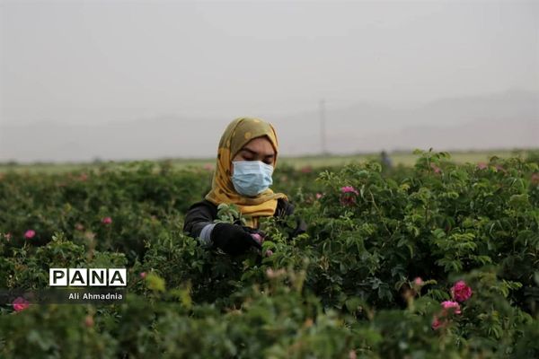 برداشت گل محمدی از مزارع شهرستان جعفرآباد قم