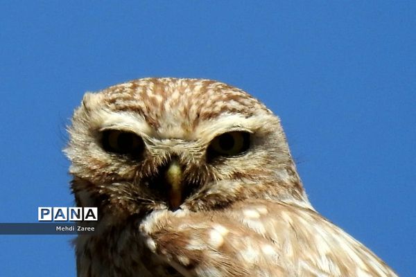 جلوه‌های طبیعت چیکان