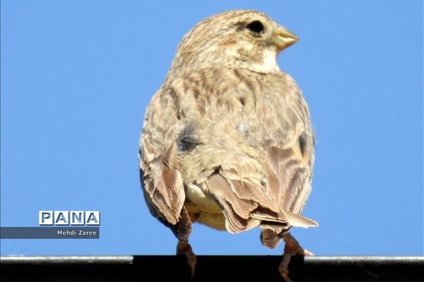 جلوه‌های طبیعت چیکان