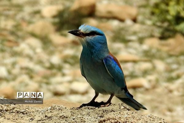 جلوه‌های طبیعت چیکان