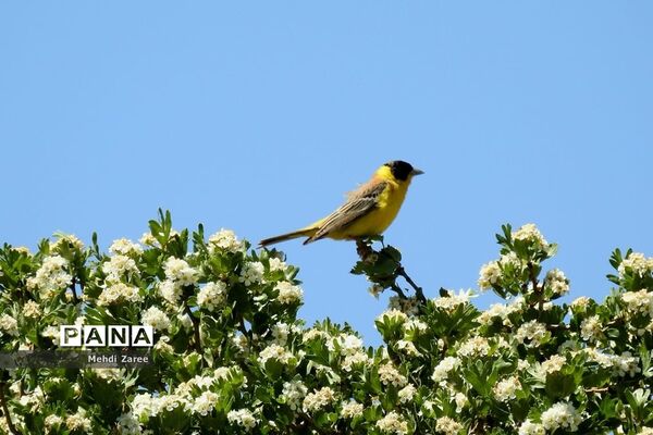 جلوه‌های طبیعت چیکان