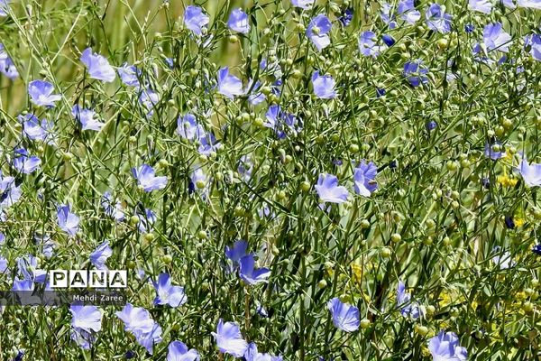 جلوه‌های طبیعت چیکان