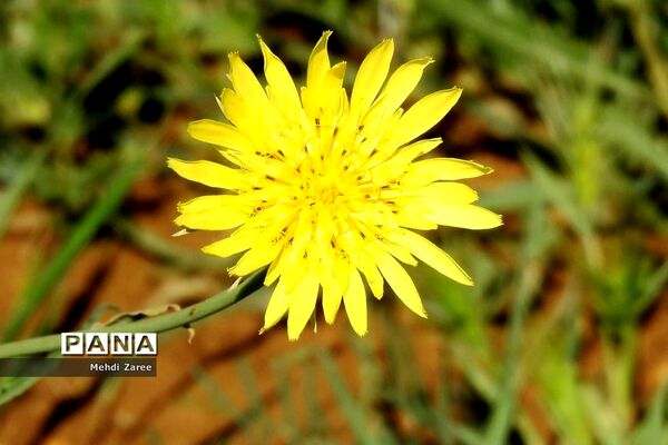 جلوه‌های طبیعت چیکان