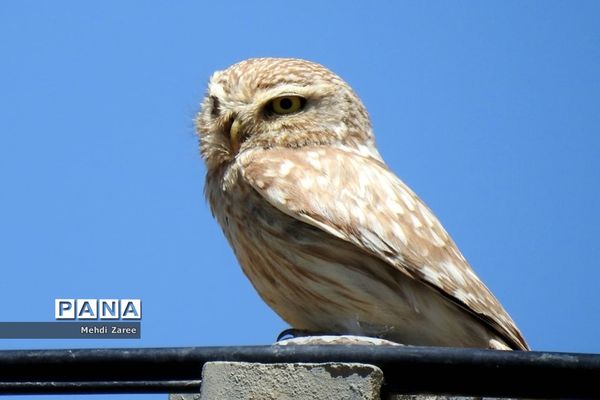 جلوه‌های طبیعت چیکان