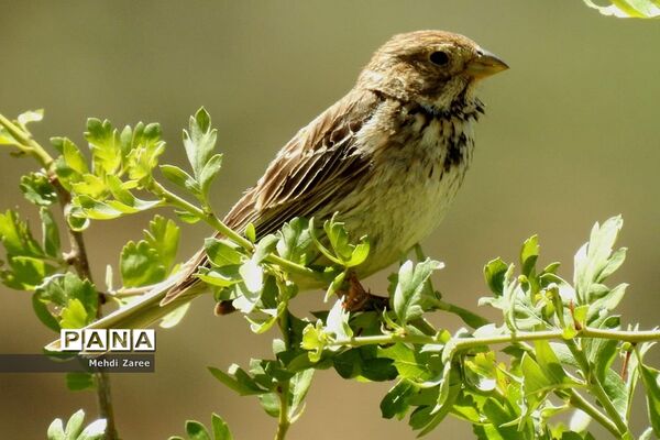 جلوه‌های طبیعت چیکان