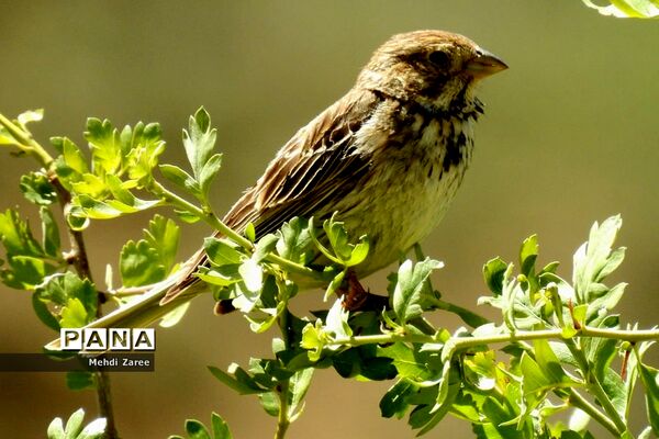 جلوه‌های طبیعت چیکان