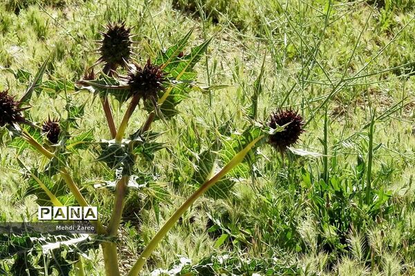 جلوه‌های طبیعت چیکان