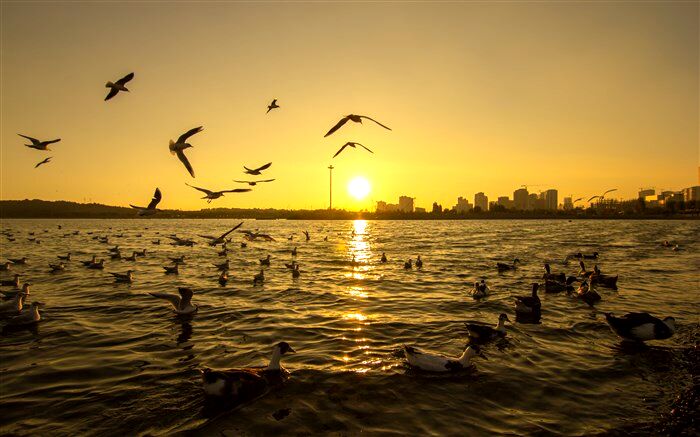 آلودگی نوری چه بلایی بر سر پرندگان مهاجر می‌آورد؟