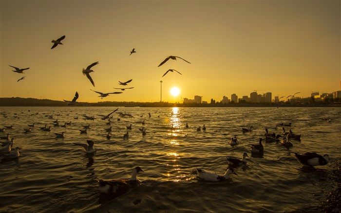 آلودگی نوری چه بلایی بر سر پرندگان مهاجر می‌آورد؟