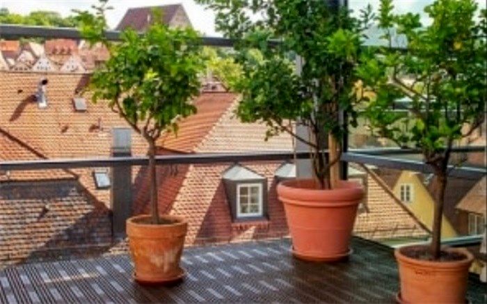 درخت میوه‌هایی که داخل گلدان پرورش داده می‌شوند