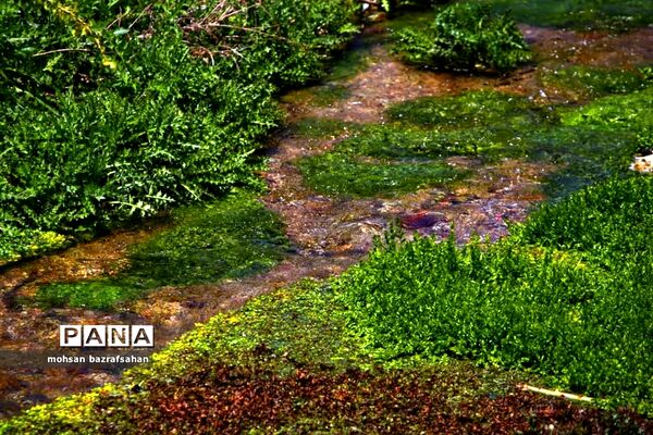 طبیعت بهاری آبگرم قزوین