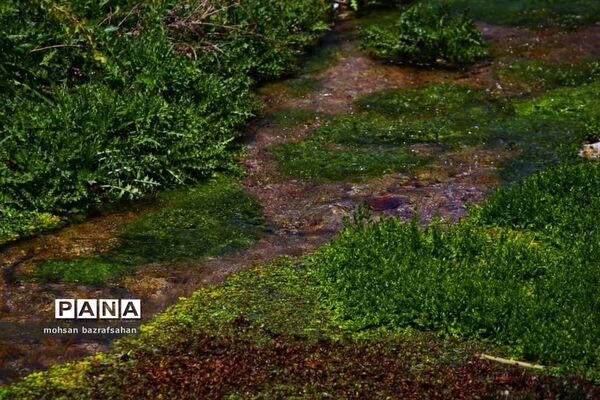 طبیعت بهاری آبگرم قزوین