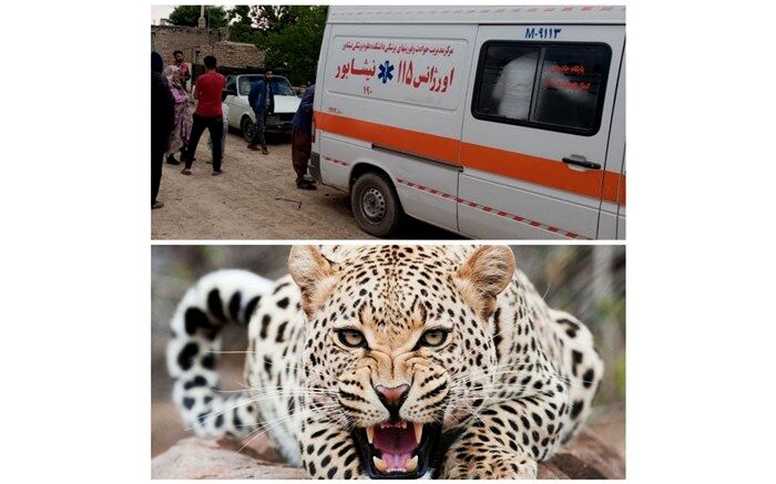 ‌مردی در کوه‌های ماروسک نیشابور مورد حمله پلنگ قرار گرفت