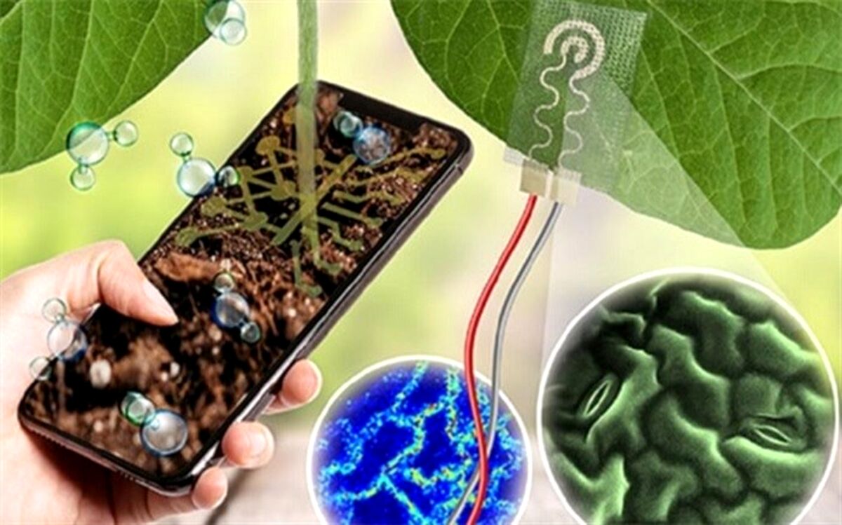گیاهان چگونه لباس می‌پوشند؟