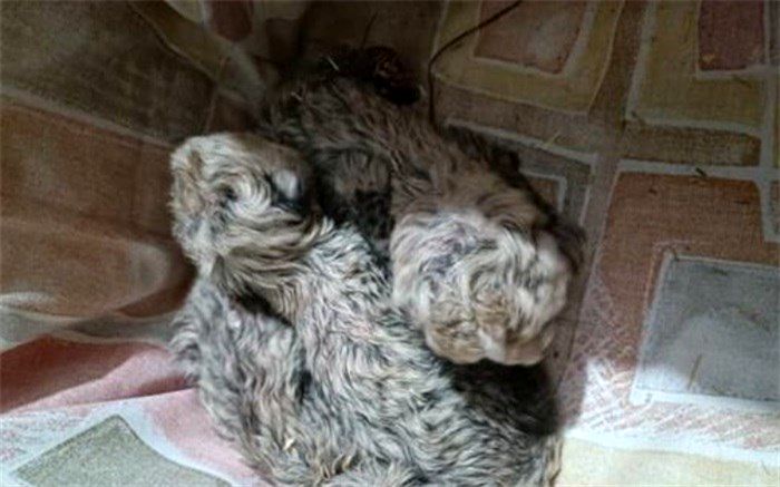 بررسی موضوع توله یوزپلنگ‌های ایران در مجلس
