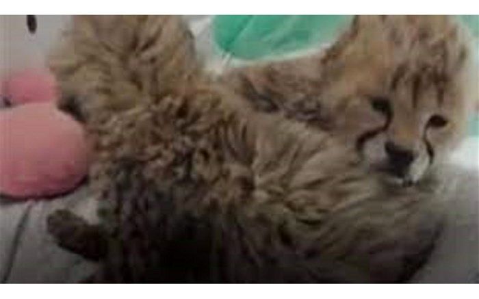 یک دامپزشک خارجی برای نگهداری از تنها توله «ایران» به کشور می‌آید