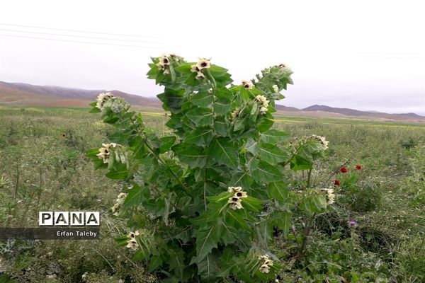 طبیعت زیبای بهاری روستای قیه باشی بزرگ شهرستان کلیبر