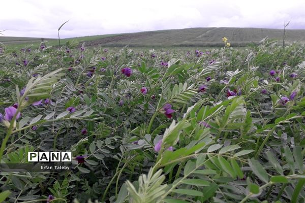 طبیعت زیبای بهاری روستای قیه باشی بزرگ شهرستان کلیبر