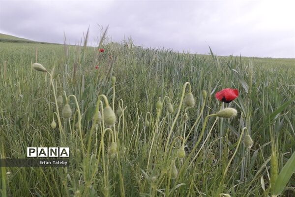 طبیعت زیبای بهاری روستای قیه باشی بزرگ شهرستان کلیبر