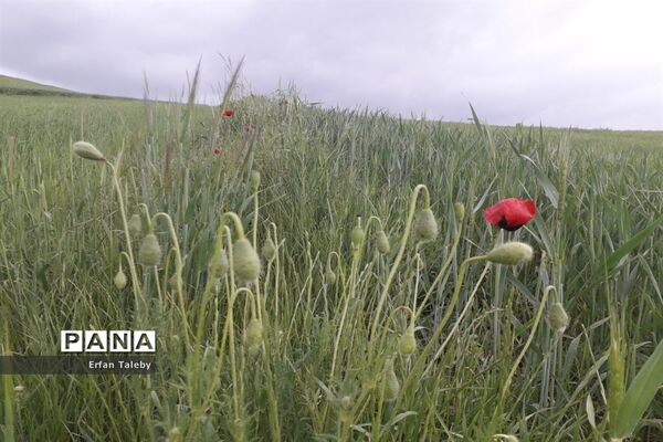 طبیعت زیبای بهاری روستای قیه باشی بزرگ شهرستان کلیبر