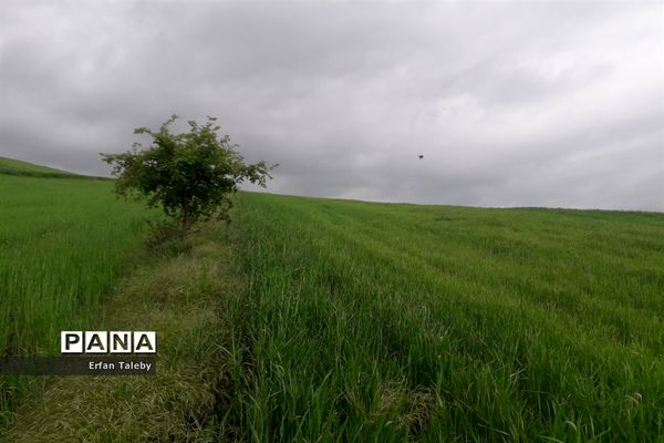 طبیعت زیبای بهاری روستای قیه باشی بزرگ شهرستان کلیبر