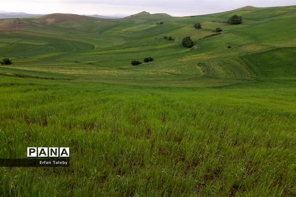 طبیعت زیبای بهاری روستای قیه باشی بزرگ شهرستان کلیبر