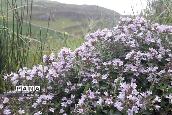طبیعت زیبای بهاری روستای قیه باشی بزرگ شهرستان کلیبر