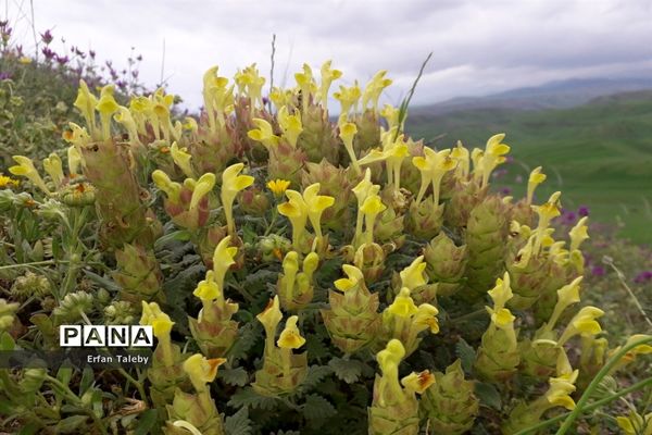 طبیعت زیبای بهاری روستای قیه باشی بزرگ شهرستان کلیبر