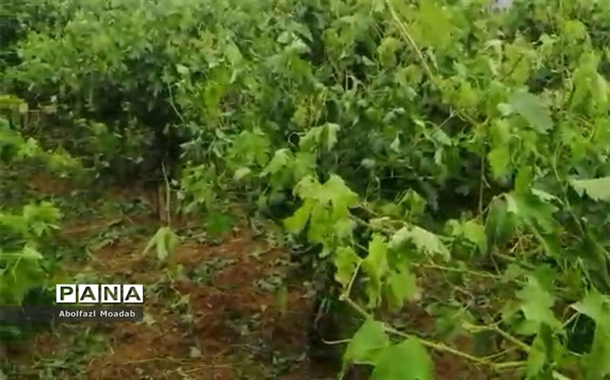 ۲۰ هزارمیلیارد تومان به تولیدکنندگان بخش کشاورزی تخصیص می‌یابد