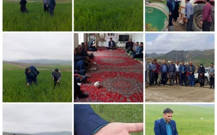 پایش آفت سن در مزارع شهرستان کلیبر