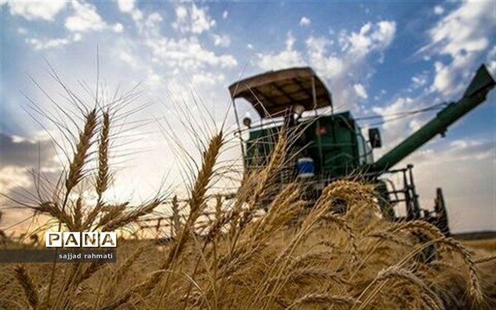 برداشت جو آبی در مزارع شهرستان شهرضا آغاز شد