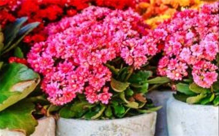 روش صحیح پرورش گل آپارتمانی کالانکوا