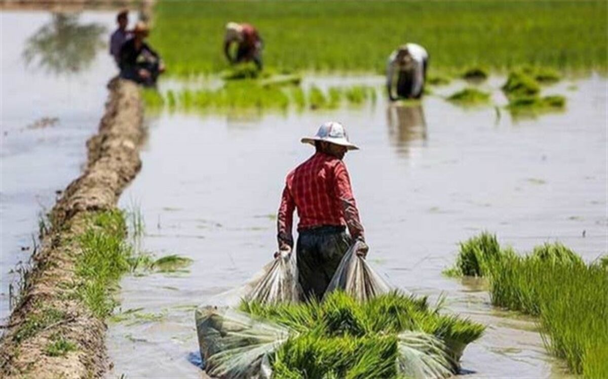 کشت قراردادی محصولات کشاورزی را از دست دلالان خارج می‌کند