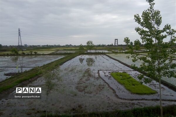 کشت برنج در شالیزارهای گیلان