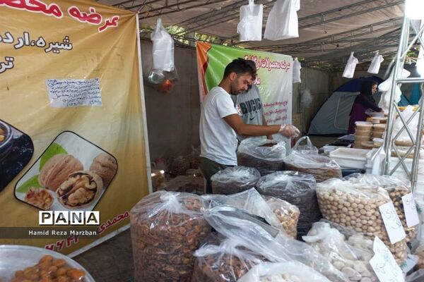 گلابگیری درمنطقه نیاسرشهرستان کاشان