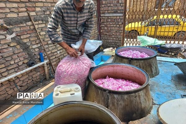 گلابگیری درمنطقه نیاسرشهرستان کاشان