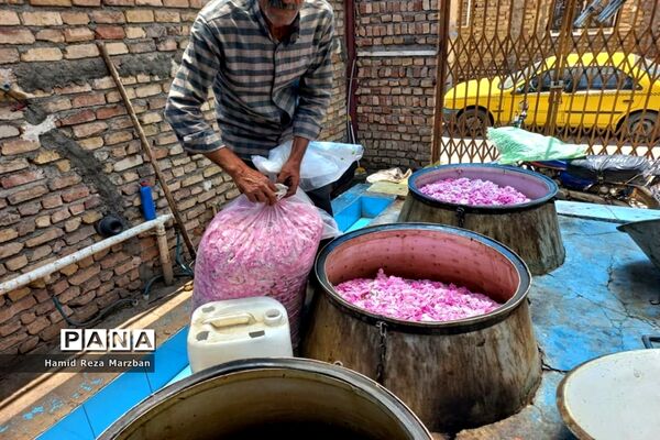 گلابگیری درمنطقه نیاسرشهرستان کاشان