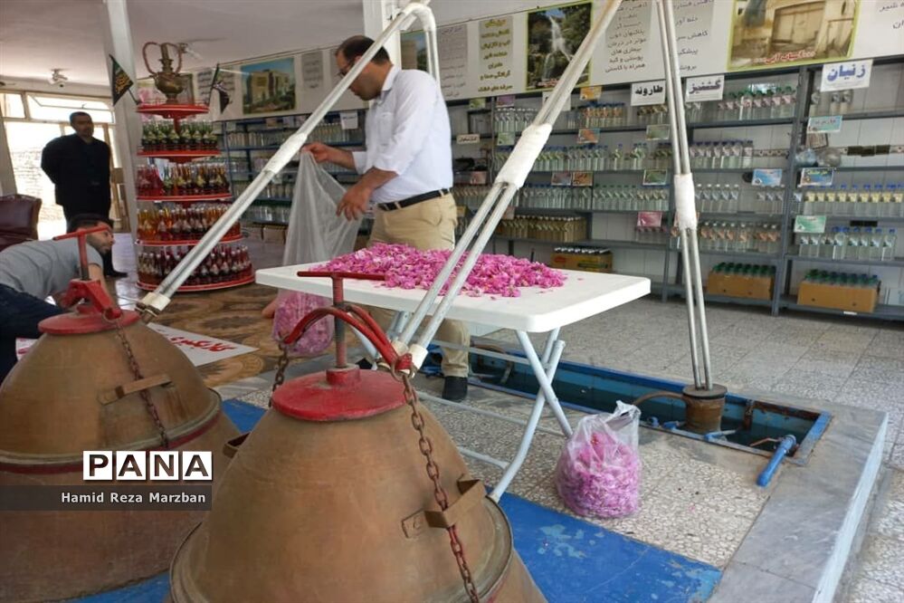 گلابگیری درمنطقه نیاسرشهرستان کاشان
