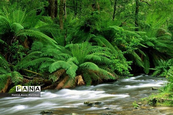 گلابگیری درمنطقه نیاسرشهرستان کاشان