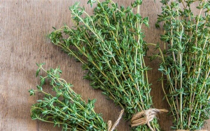 آویشن را به خاطر این خواص حتما مصرف کنید