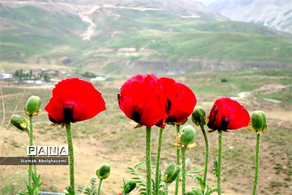 دشت لار