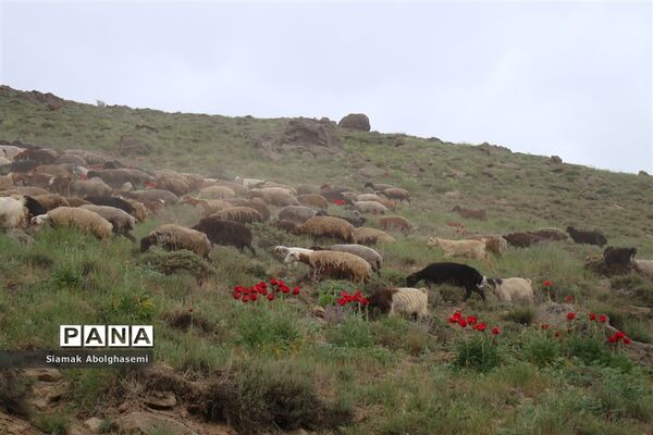 دشت لار