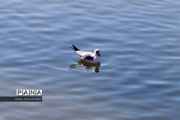 پرندگان مهاجر مهمان این روزهای شیراز