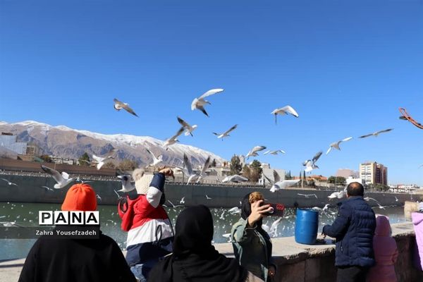پرندگان مهاجر مهمان این روزهای شیراز