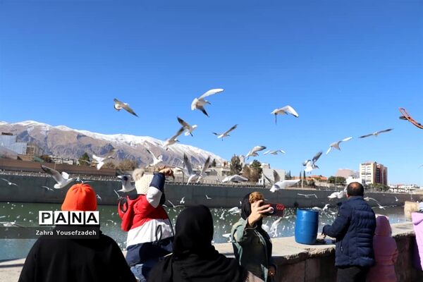 پرندگان مهاجر مهمان این روزهای شیراز